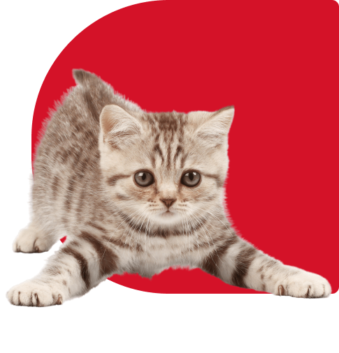 Ветеринарные корма